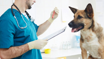 Auxiliar de Veterinário